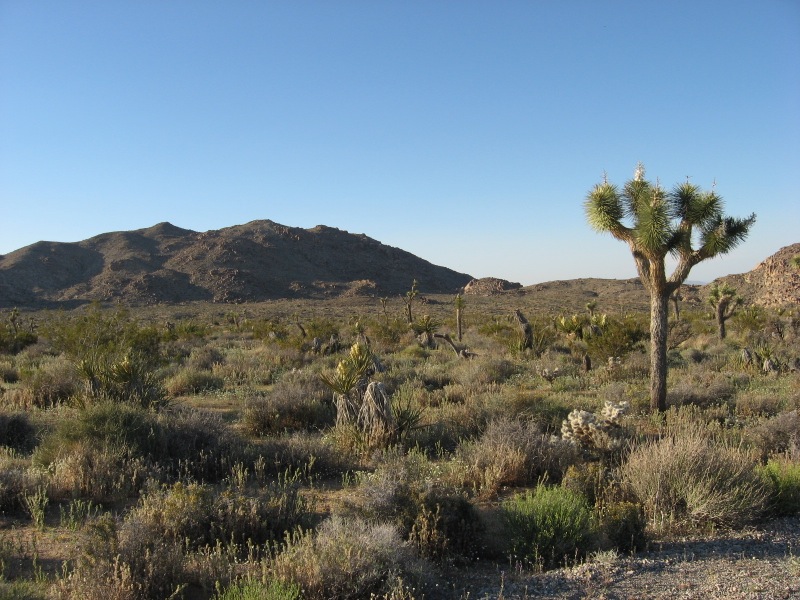 Joshua Tree – Tecopa – 395 – home