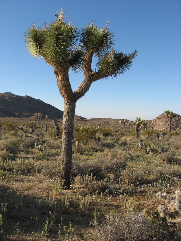 Joshua Tree – Tecopa – 395 – home