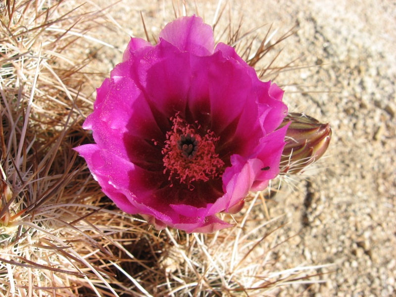Joshua Tree – Tecopa – 395 – home