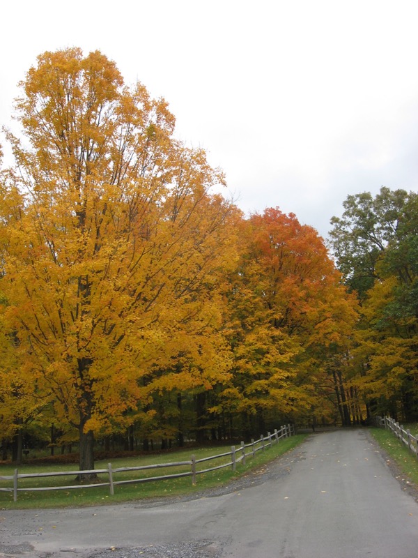 101022 – weekend with Dylan and the fall-seeking New Yorkers