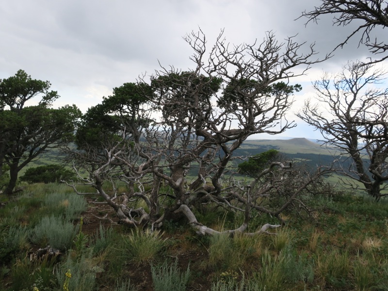 Less hot and not humid, almost to the mountains