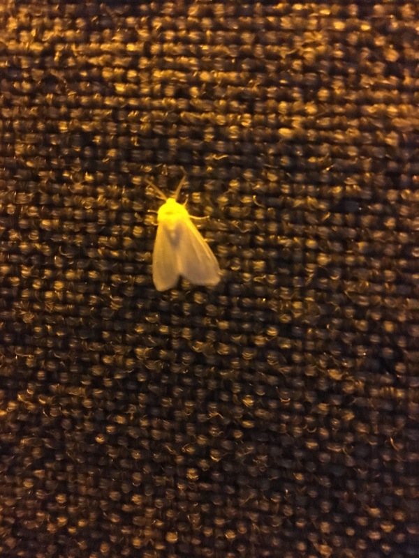 Even more Missouri springs