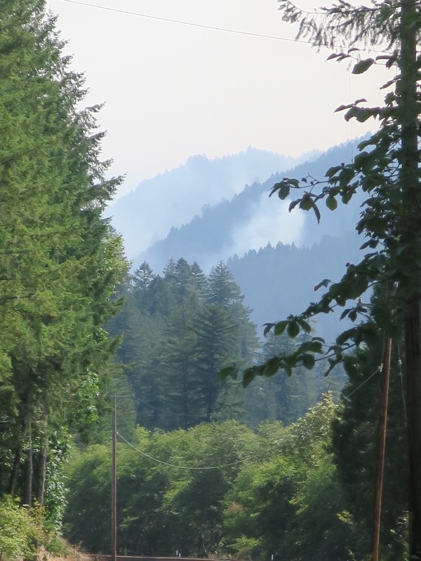 Forest Fires everywhere and the Eclipse