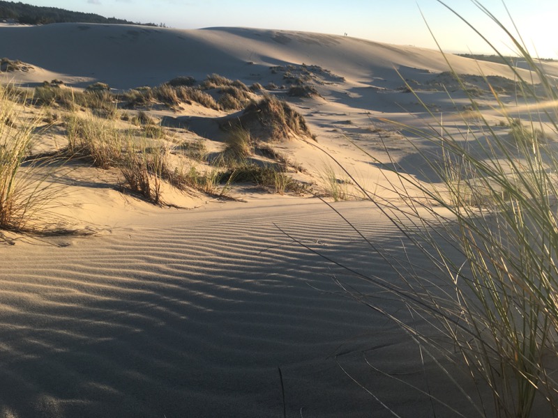 Catch a little Oregon Coast Fog