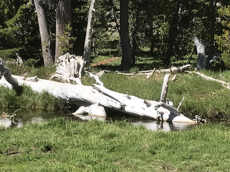 NorCal quickie before Artown